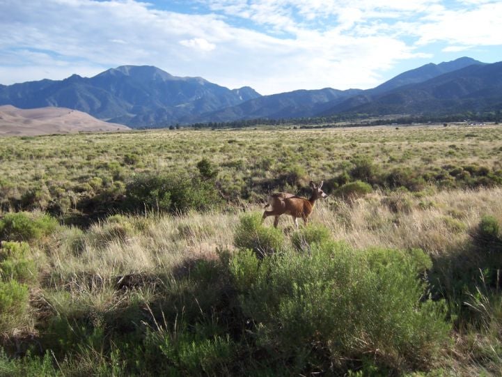 deer.jpg